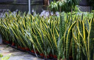 snake plant