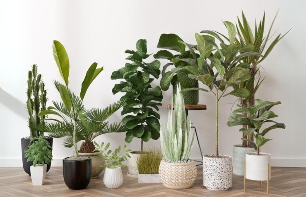 a line up of indoor planters and indoor plants