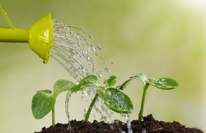 watering your indoor plants