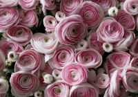 Early Spring Garden Planting Guide, Planter Resource, spring gardening NYC, gardening supplies NYC