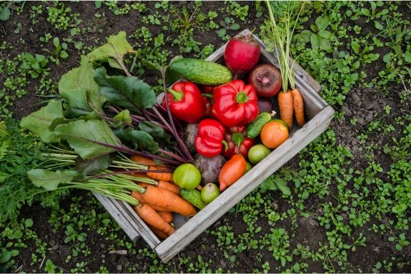 basket of vegetables from a vegetable garden