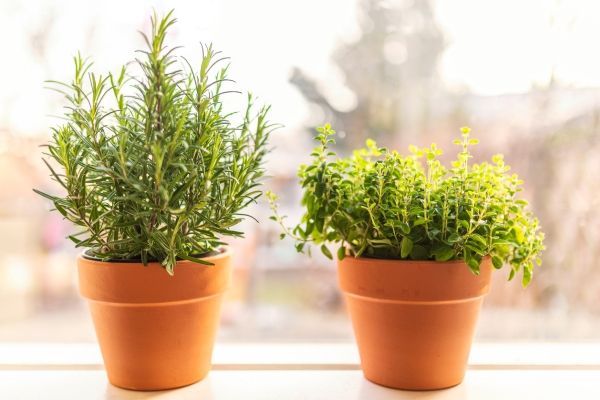 herbs in small terracotta clay pots on a brightly lit window sill