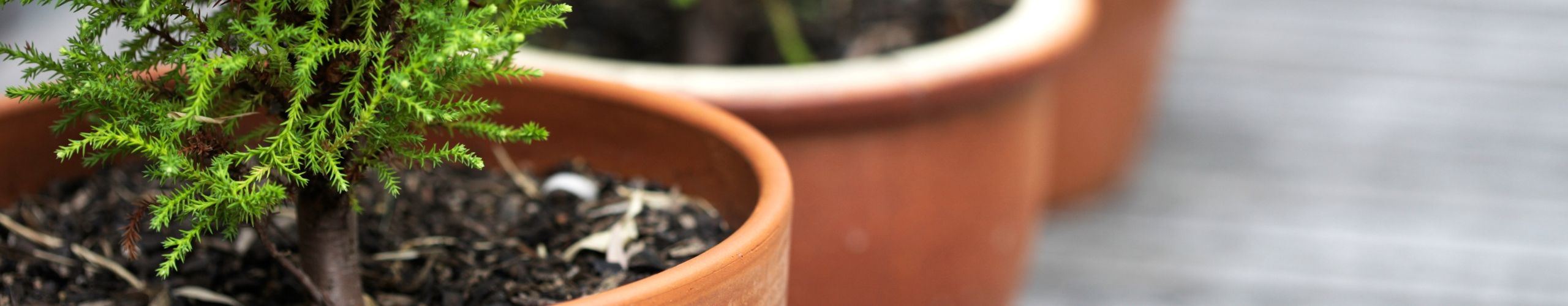 Terracotta Clay Pots & Planters