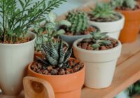 a close up view of plants in small planters on a wooden shelf