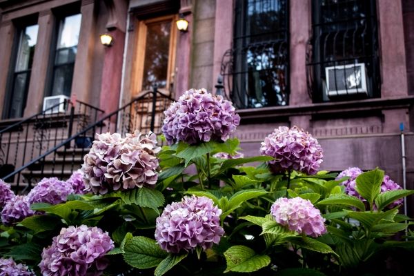 beautiful purple lilacs in front of a new york city brownstone