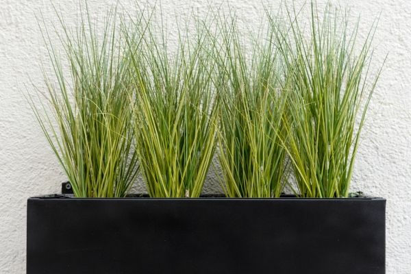 ornamental grass in a matte black fiberglass planter