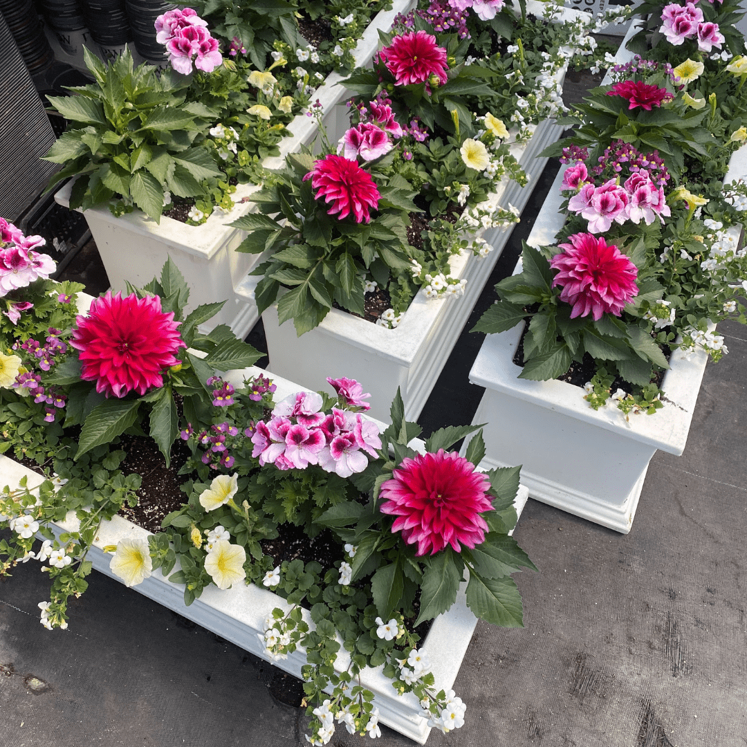 pink flowers in white planters