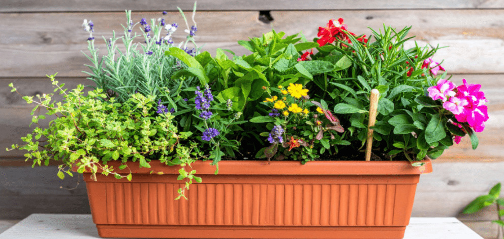 rectangular planter with flowers