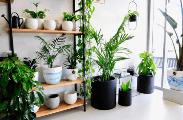 indoor planters