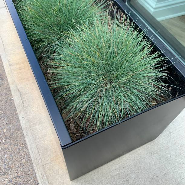 City planter boxes with grasses