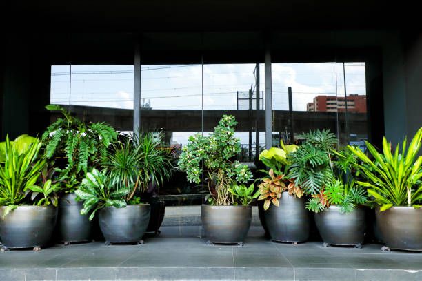 Group of potted tropical flowers at building exterior