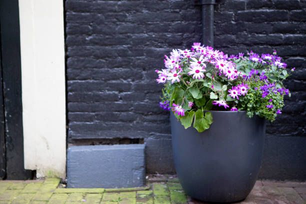Pericallis flowers outside a residential house in the city of Amsterdam