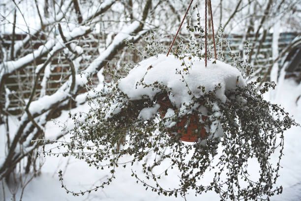 flowers in flowerpots covered with frost
