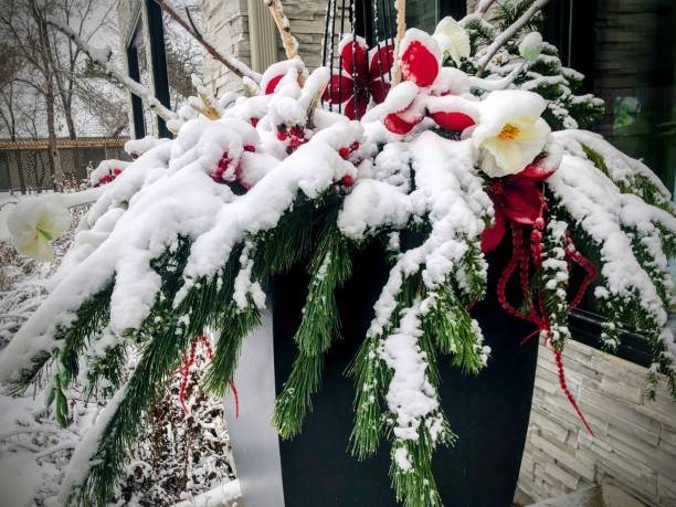 snow-covered pine branches with red and white decorative flowers in flowerpots on the porch of a house in winter