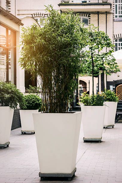 Flowerpots Big Plants in Large Pots Outside in Courtyard of Restaurant or Hotel. Flower Pots Outdoor Landscape Decoration in Yard.