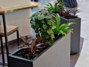 asplenium nidus, gray taller flower pots separate the restaurant from the pedestrian zone in the arcade. tropical houseplants. arboricola, scheflera, cordyline