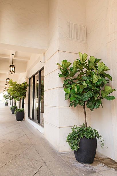 A Large Potted Fiddle Leaf Fig Tree on a Breezy Walkway on East Worth Avenue in Palm Beach, Florida, During April of 2025