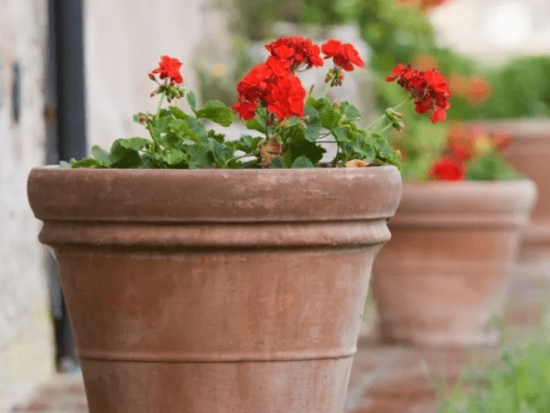 What Planters Hold Up Best in Heat and High Traffic Areas