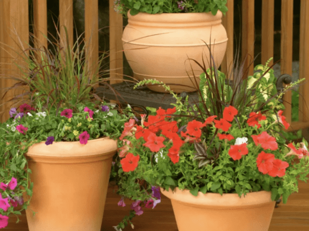 Low-Maintenance Plants That Pair Perfectly with Fiberglass Planters