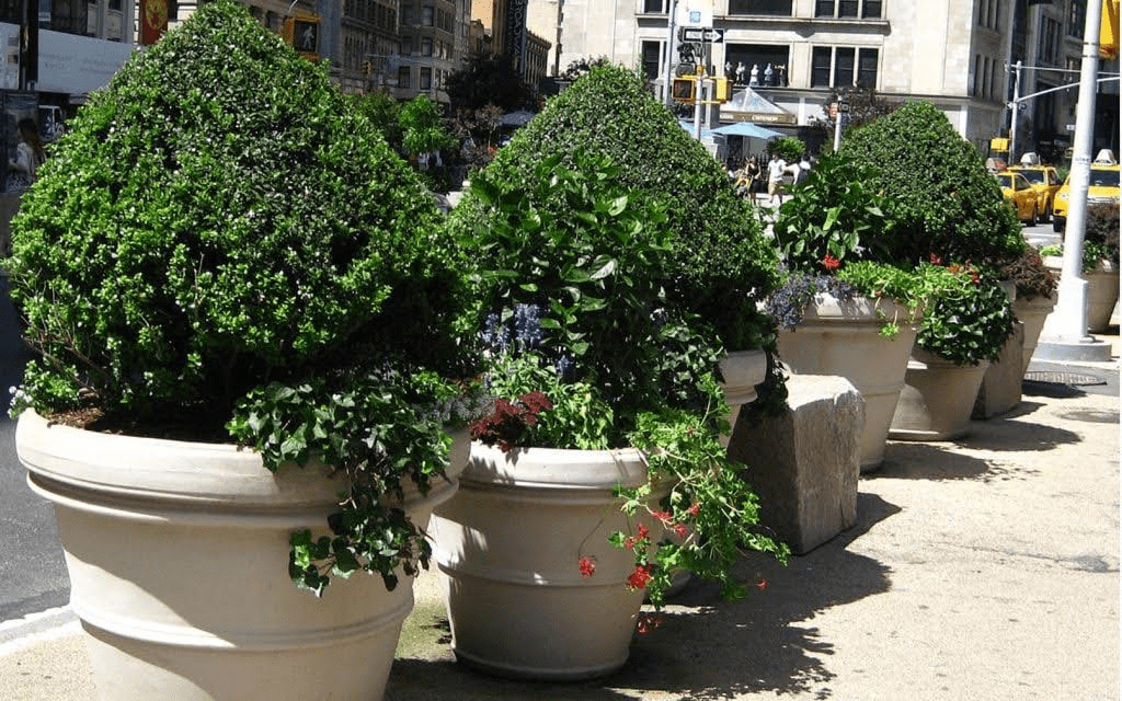 Choosing Between Fiberglass, Terracotta, and Ceramic Planters for NYC Weather