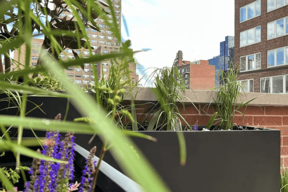 How Many Plants Can You Put in One Planter?