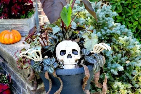 Halloween Planting Doesn’t Have to Be So Spooky!