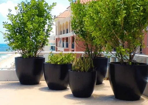 Fiberglass Planters: Made of Glass, but Made to Last